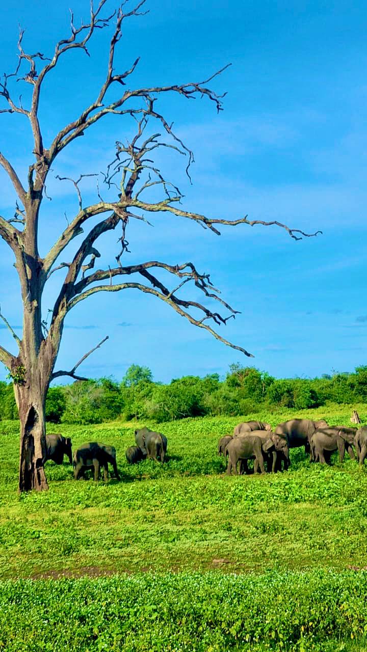 Sri Lanka Tours: Tailored Adventures for Every Traveler | Jetara Travels