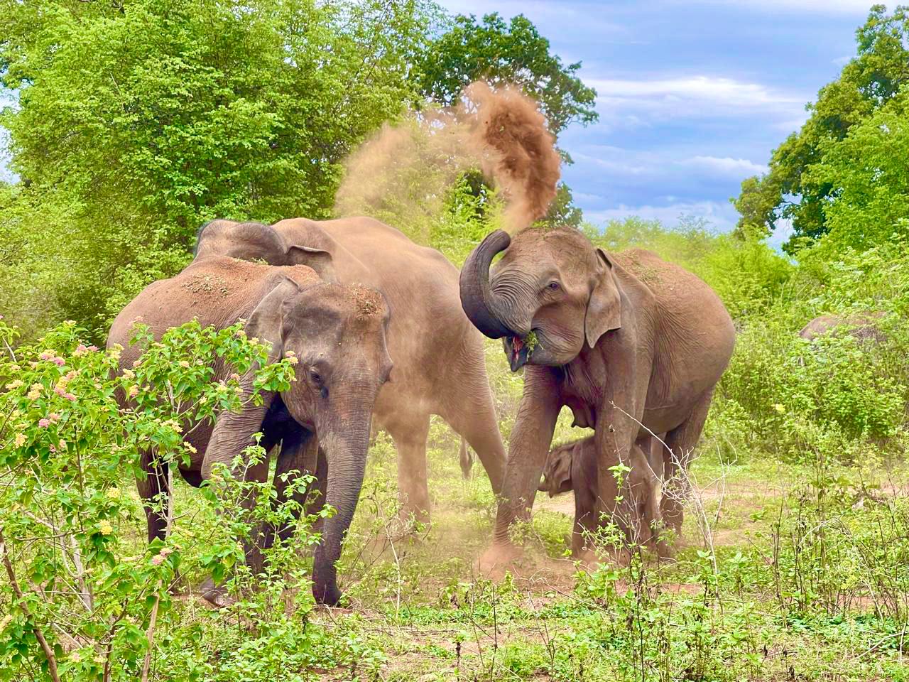 Sri Lanka Tours: Tailored Adventures for Every Traveler | Jetara Travels