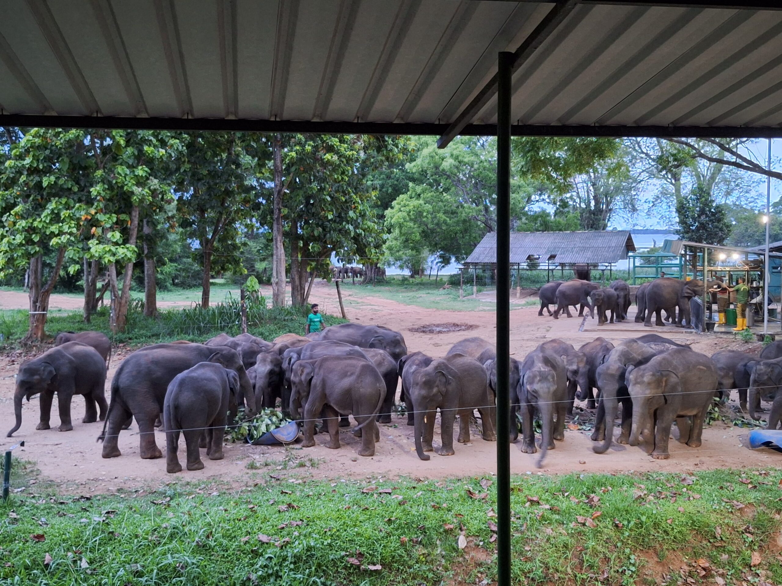 Sri Lanka Tours: Tailored Adventures for Every Traveler | Jetara Travels