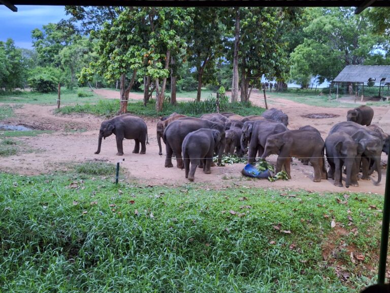 Sri Lanka Tours: Tailored Adventures for Every Traveler | Jetara Travels
