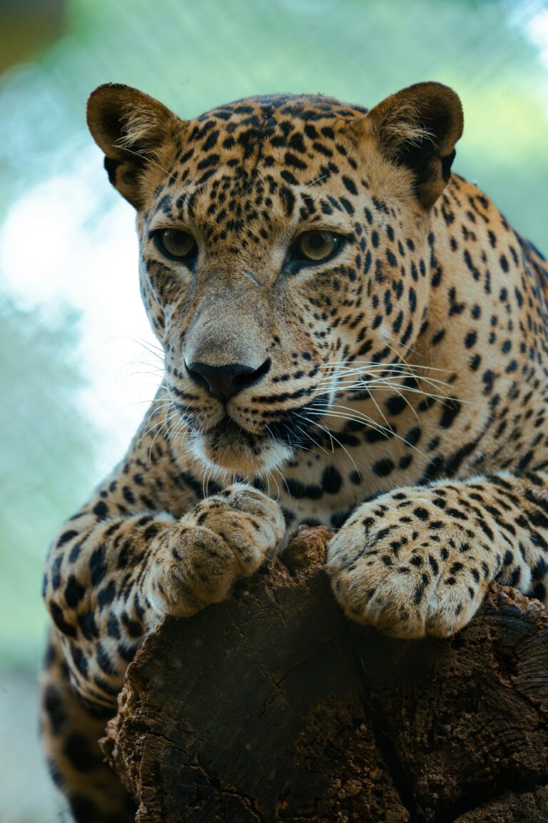 Sri Lanka Tours: Tailored Adventures for Every Traveler | Jetara Travels