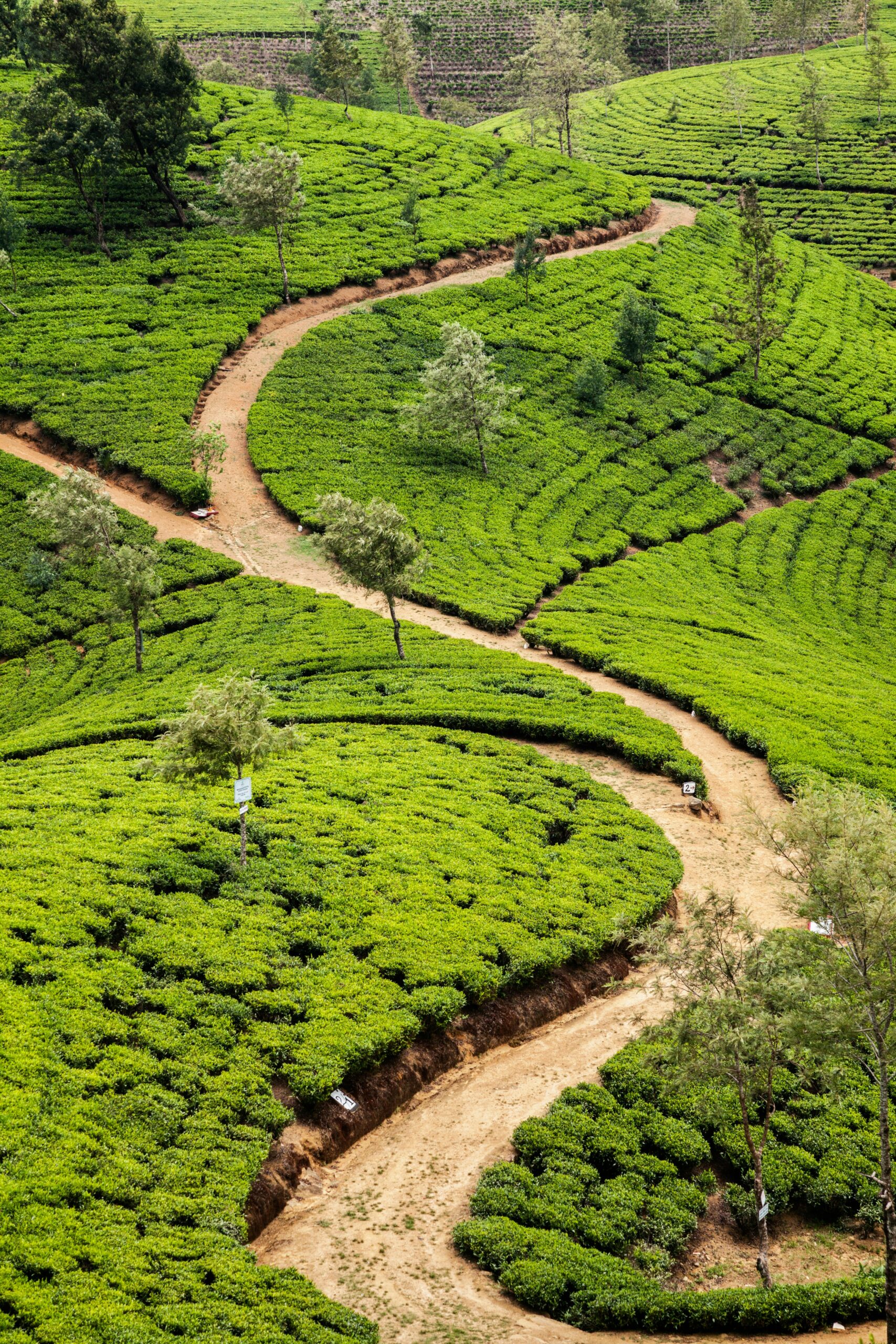 Sri Lanka Tours: Tailored Adventures for Every Traveler | Jetara Travels