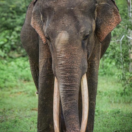 Sri Lanka Tours: Tailored Adventures for Every Traveler | Jetara Travels