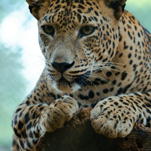Sri Lanka Tours: Tailored Adventures for Every Traveler | Jetara Travels